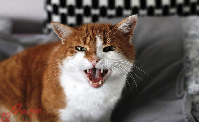 Mèo nhìn vào hư không 4