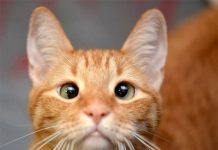 Mèo nhìn vào hư không