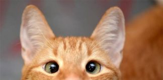 Mèo nhìn vào hư không