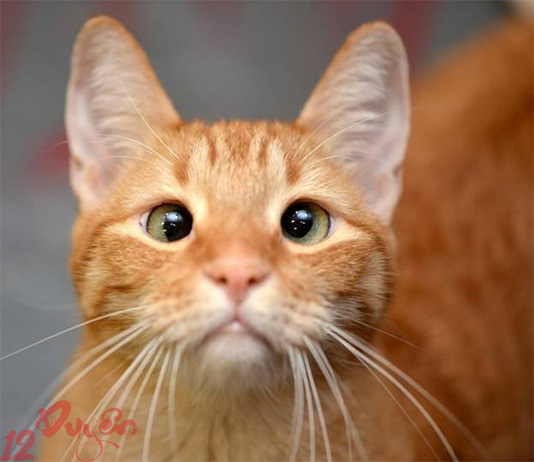 Mèo nhìn vào hư không