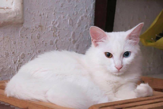 Mèo trắng điềm báo 1