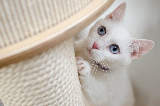 Mèo trắng điềm báo 2