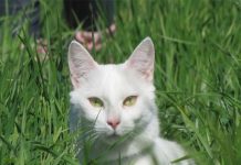 Mèo trắng điềm báo
