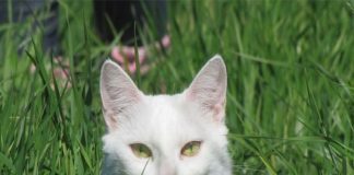 Mèo trắng điềm báo