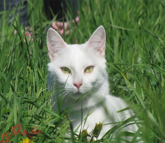 Mèo trắng điềm báo