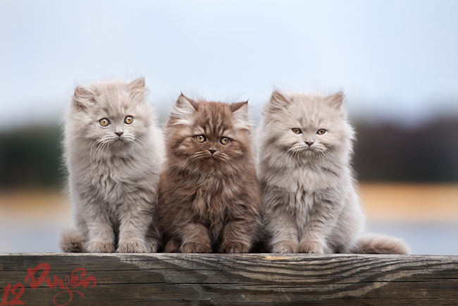 Mèo và tâm linh 1