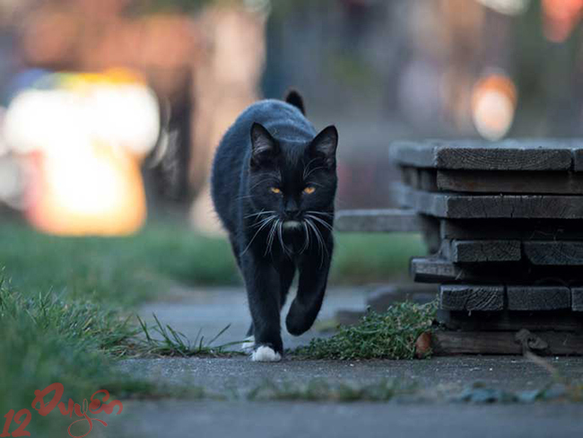 Mèo và tâm linh 2