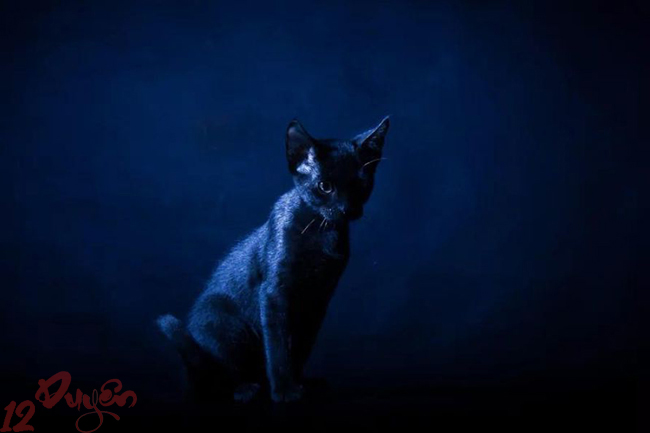 Mèo và tâm linh 3