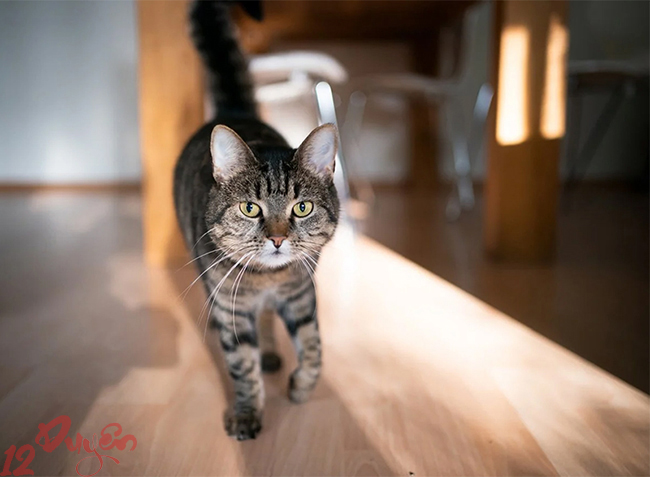 Mèo và tâm linh 4