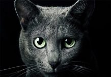 Mèo và Tâm linh: Giải mã những bí ẩn, điềm báo từ loài mèo Mèo và tâm linh