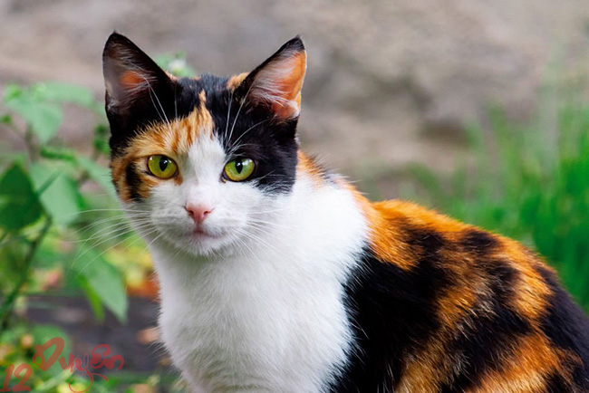 Mèo vàng may mắn 1