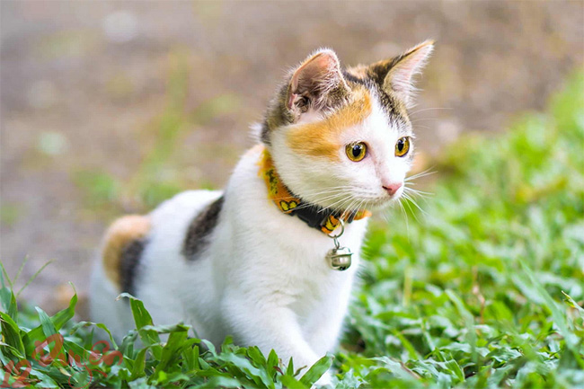 Mèo vàng may mắn 2