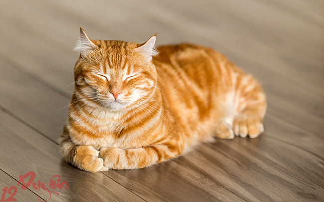 Mèo vàng may mắn 3