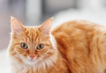 Mèo vàng may mắn