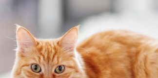 Mèo vàng may mắn