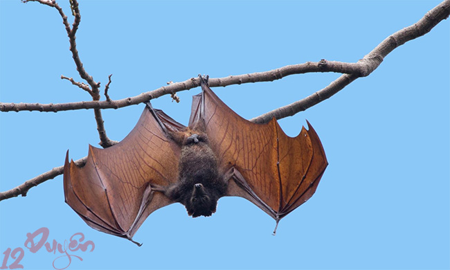 Người miền Trung kỵ dơi vào đầu năm 1