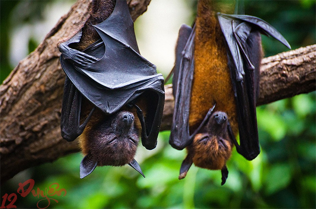 Người miền Trung kỵ dơi vào đầu năm 2