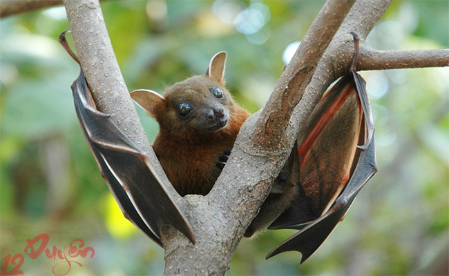 Người miền Trung kỵ dơi vào đầu năm 3