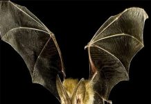 Vì sao người miền Trung kỵ dơi vào đầu năm? Cách hóa giải Người miền Trung kỵ dơi vào đầu năm?