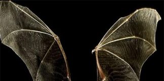 Người miền Trung kỵ dơi vào đầu năm?