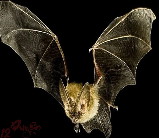 Người miền Trung kỵ dơi vào đầu năm?