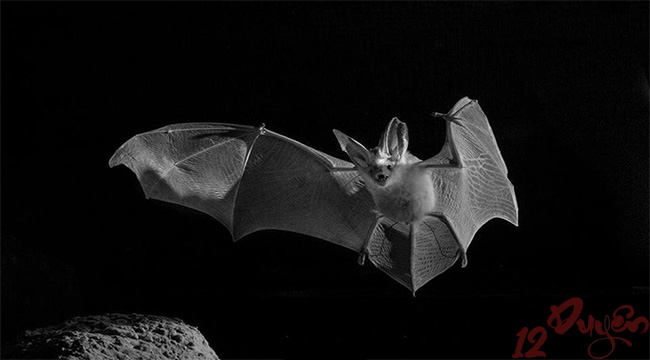 Mơ thấy dơi là điềm báo gì 1