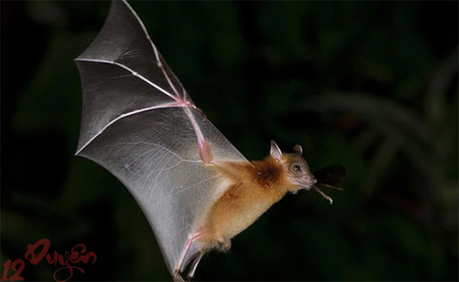 Mơ thấy dơi là điềm báo gì 3