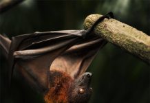 Mơ thấy dơi là điềm báo gì? Giải mã ý nghĩa giấc mơ thấy dơi Mơ thấy dơi