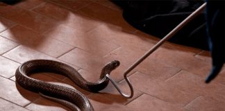 Mơ thấy giết rắn là điềm gì