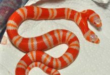 Mơ thấy rắn 2 đầu là điềm gì