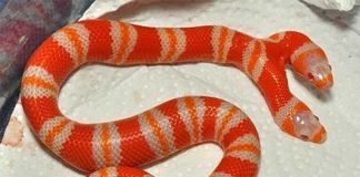 Mơ thấy rắn 2 đầu là điềm gì