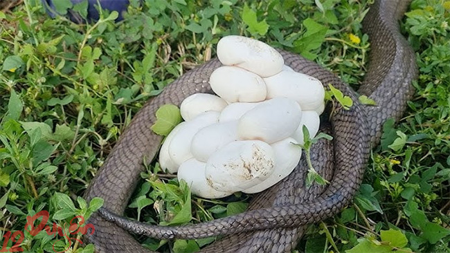 Rắn đẻ trong nhà là điềm gì 1