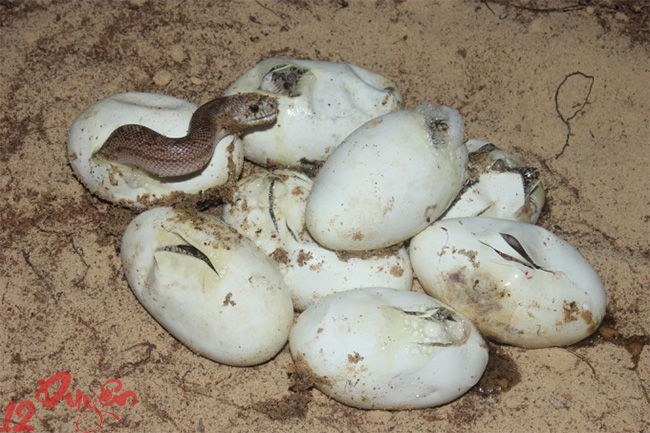 Rắn đẻ trong nhà là điềm gì 3