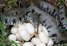 Rắn đẻ trong nhà là điềm gì