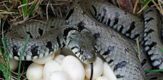 Rắn đẻ trong nhà là điềm gì