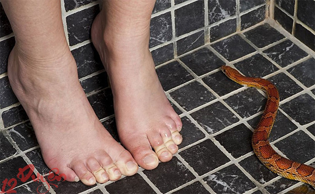 Rắn quấn chân là điềm gì 1