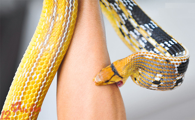 Rắn quấn chân là điềm gì 2