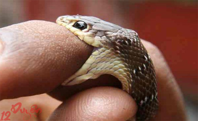 Rắn quấn chân là điềm gì 3