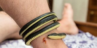 Rắn quấn chân là điềm gì?