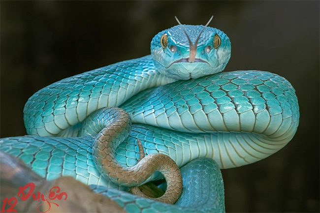 Rắn và Tâm Linh 1