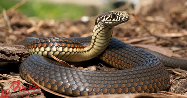 Rắn và Tâm Linh 2