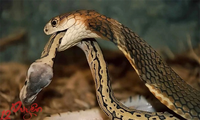 Rắn và Tâm Linh 3