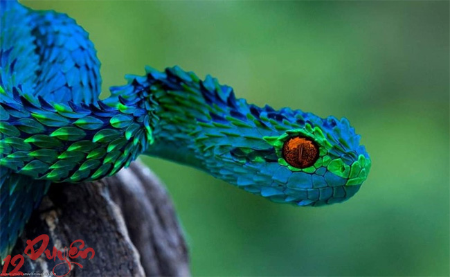 Rắn và Tâm Linh 4