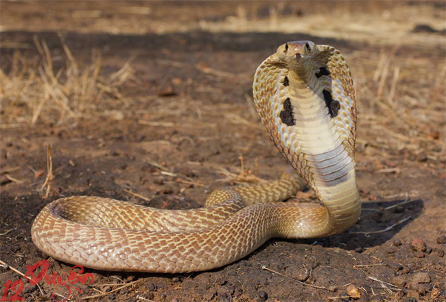 Rắn và Tâm Linh 5