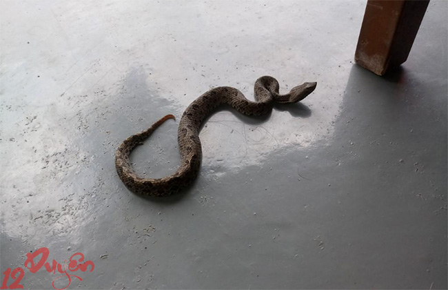 Rắn vào nhà là điềm gì 1