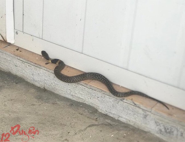 Rắn vào nhà là điềm gì 3