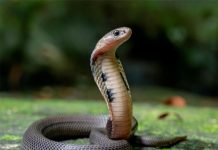 Rắn vào nhà là điềm gì?