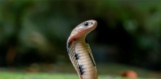 Rắn vào nhà là điềm gì?