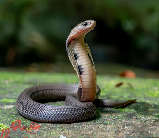 Rắn vào nhà là điềm gì?