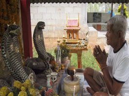 Thờ rắn có tốt không